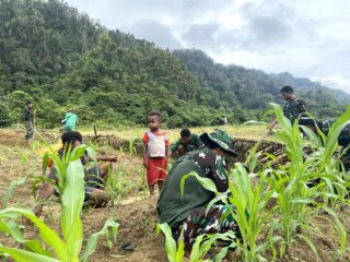 Perkuat ketahanan pangan, satgas yonif 512/QY kompak bersama masyarakat tanam jagung