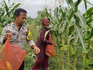 Bukan Hanya Jaga Keamanan, Polsek KPL Merauke Panen Jagung Manis dari Lahan P2L