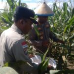 Kapolresta Jayapura Kota Pimpin Panen Jagung di Koya Barat, Dukung Ketahanan Pangan Lokal