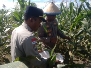 Kapolresta Jayapura Kota Pimpin Panen Jagung di Koya Barat, Dukung Ketahanan Pangan Lokal