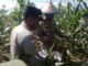Kapolresta Jayapura Kota Pimpin Panen Jagung di Koya Barat, Dukung Ketahanan Pangan Lokal