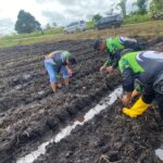Polsek Merauke Kota Dukung Program Ketahanan Pangan melalui Penanaman Jagung