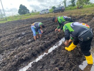 Polsek Merauke Kota Dukung Program Ketahanan Pangan melalui Penanaman Jagung
