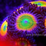 Kenali Super Flu Varian Baru, Simak Langkah yang Harus dan Jangan Dilakukan!