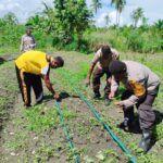 Polsek Sentani Timur Tanam Jagung Manis, Dukung Ketahanan Pangan Nasional