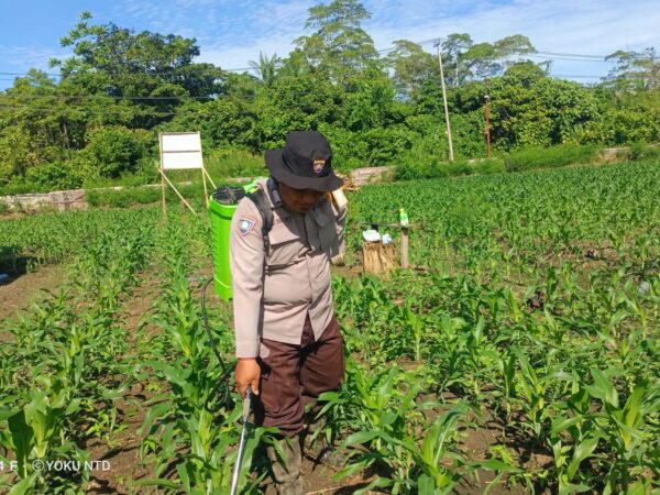 Polsek Nimbokrang Rawat Tanaman Jagung, Wujud Nyata Dukungan Ketahanan Pangan