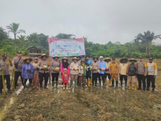 Polres Jayapura dan Kelompok Tani Namblong Tanam Jagung, Wujud Nyata Dukung Ketahanan Pangan