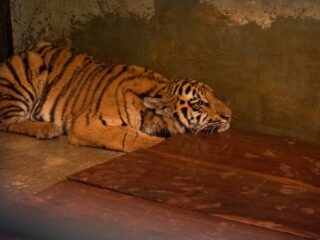 Anak Harimau di Kebun Binatang Bandung Mati Akibat Virus, Satu Ekor Lainnya Berangsur Membaik