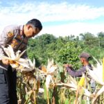 Panen Raya Jagung Polres Kaimana Seluas 2 Hektar