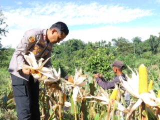 Panen Raya Jagung Polres Kaimana Seluas 2 Hektar