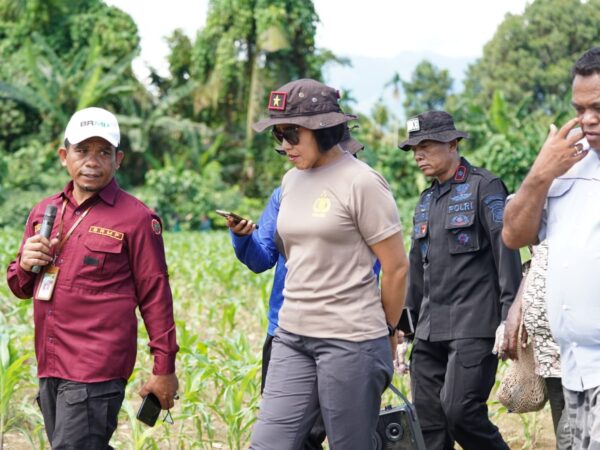 Wakapolda Papua Barat dan Kepala BRMP Optimalkan Pengembangan Benih Jagung untuk Ketahanan Pangan Papua Barat