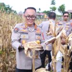 Polda Papua Barat Gelar Panen Raya Jagung, Dukung Swasembada Pangan Nasional