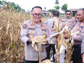 Polda Papua Barat Gelar Panen Raya Jagung, Dukung Swasembada Pangan Nasional