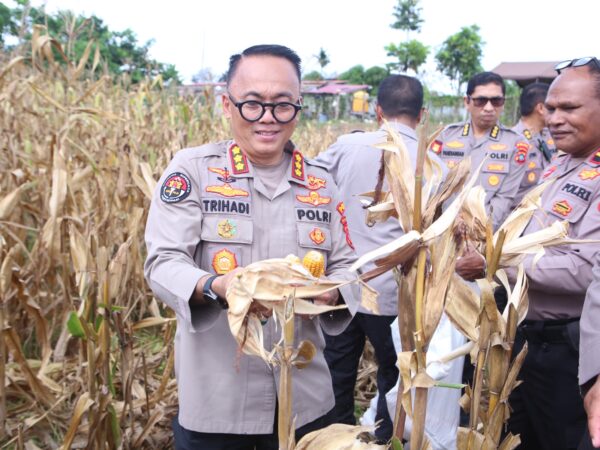 Polda Papua Barat Gelar Panen Raya Jagung, Dukung Swasembada Pangan Nasional