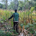 Sinergi Polri dan Petani Berbuah Hasil, Jagung Hibrida Wurkendik Berhasil Dipanen