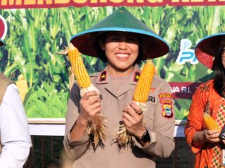 Tanam Jagung dan Panen Bersama Petani, Wujudkan Program Nasional Swasembada Bibit Dan Pangan Di Papua Barat